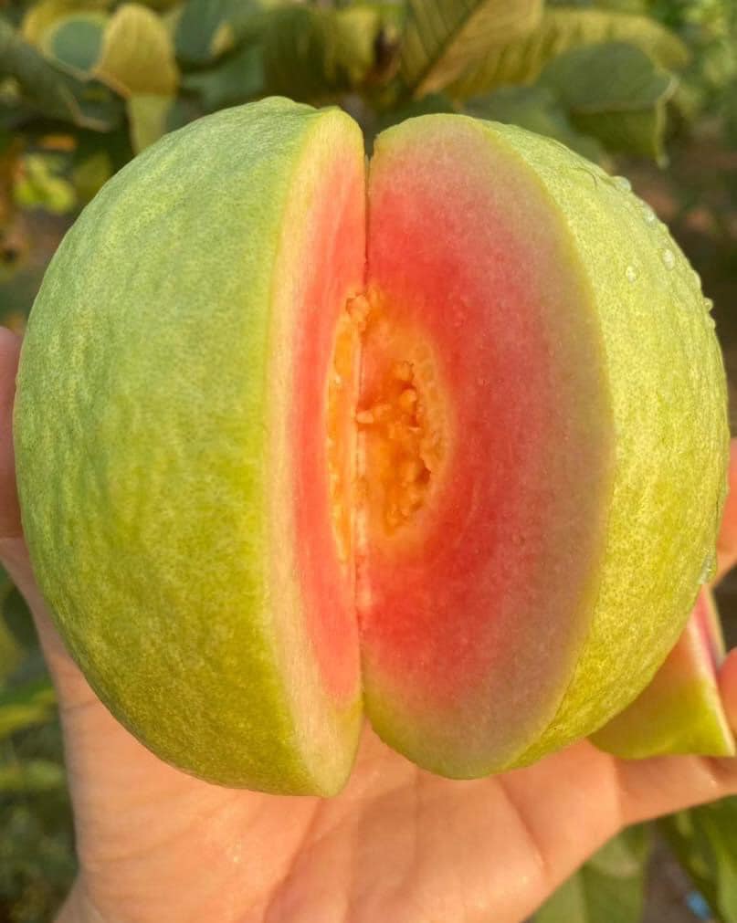Thai Ping Guava Plant