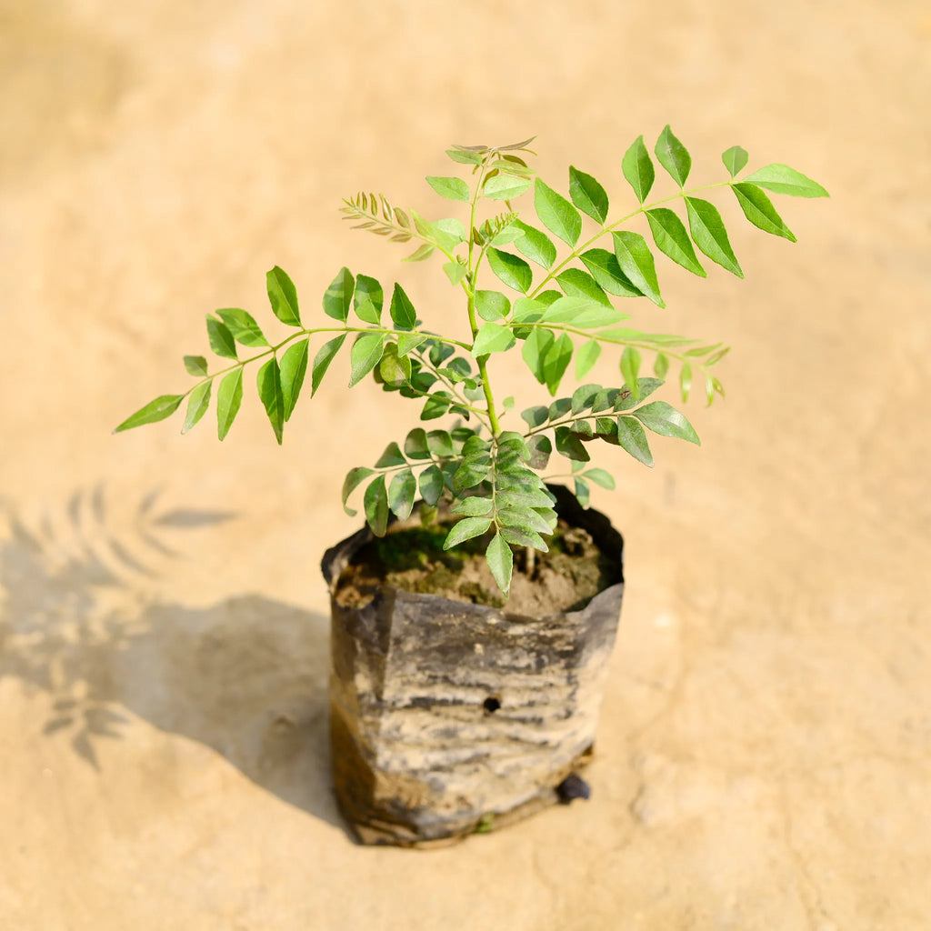 Curry Leaf  Plant