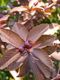 Red Diamond Guava Plant