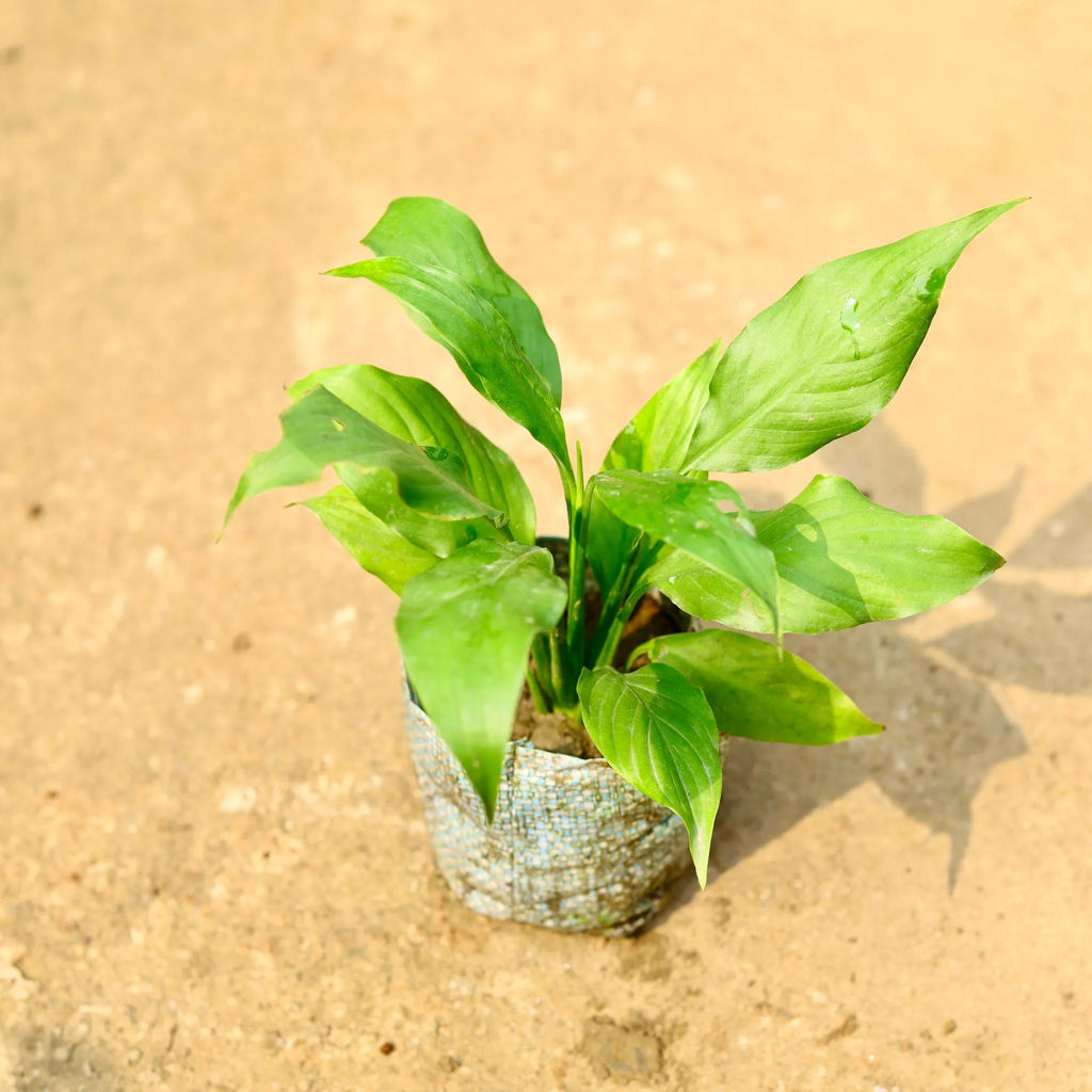 Peace Lily