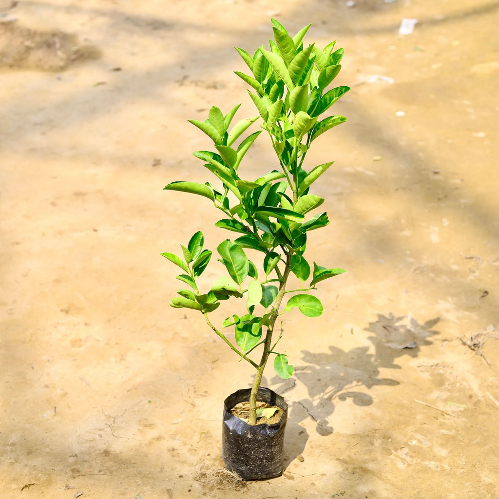 Mosambi plant
