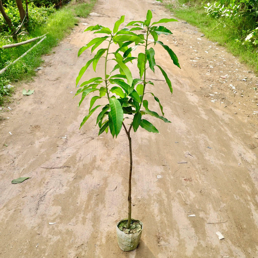 Amrapali Mango plant