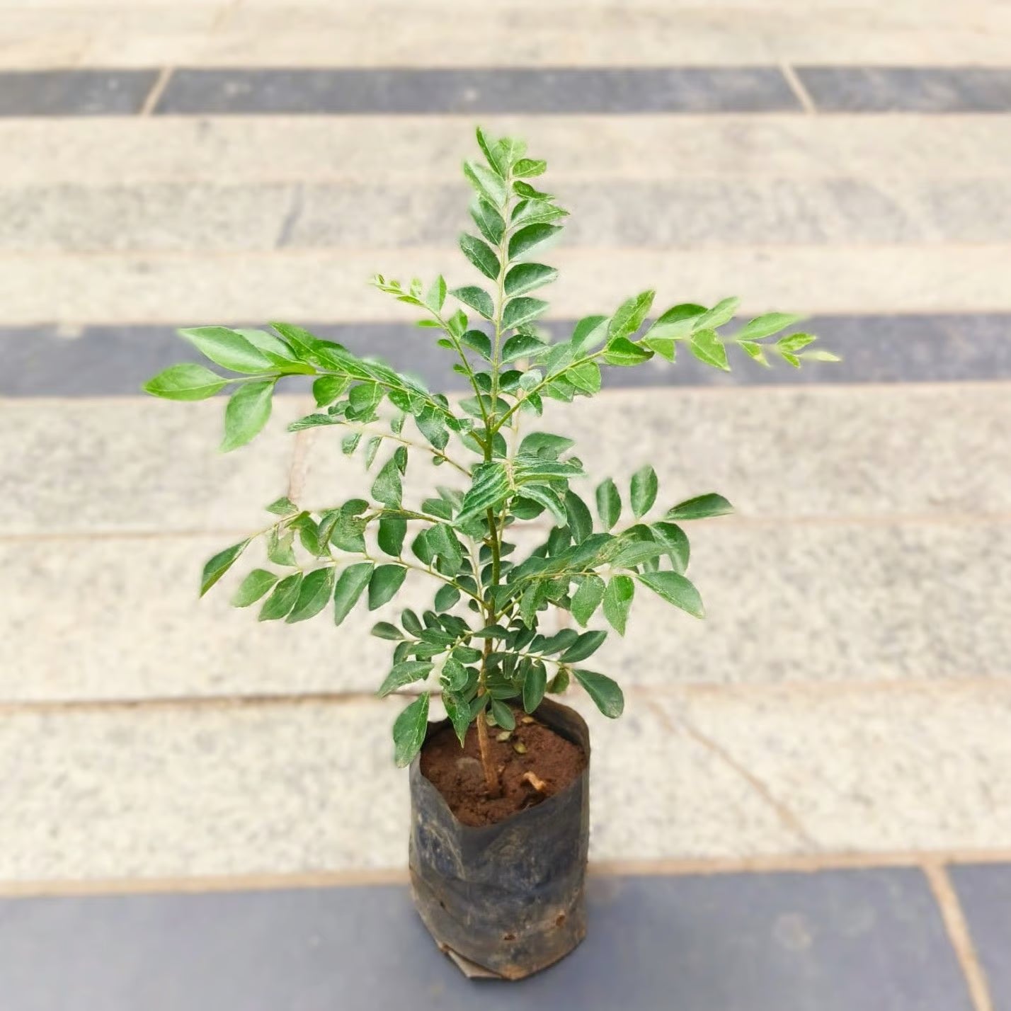Curry Leaf  Plant