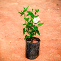 White Hibiscus Plant