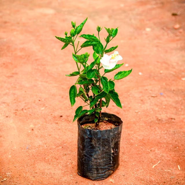 White Hibiscus Plant
