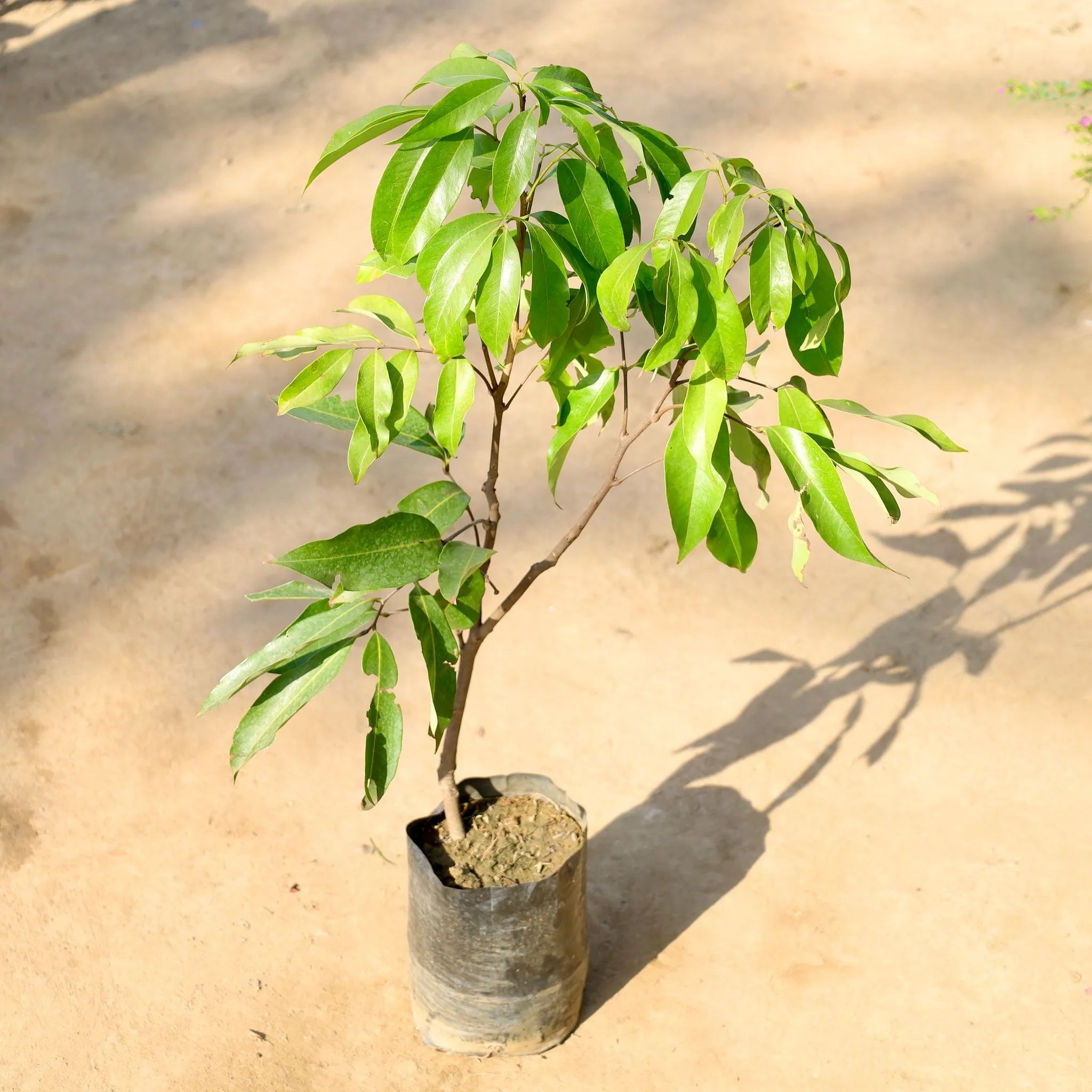 Litchi plant