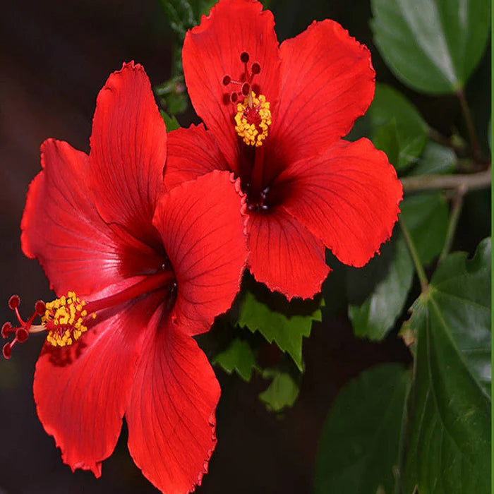Red Hibiscus Plant