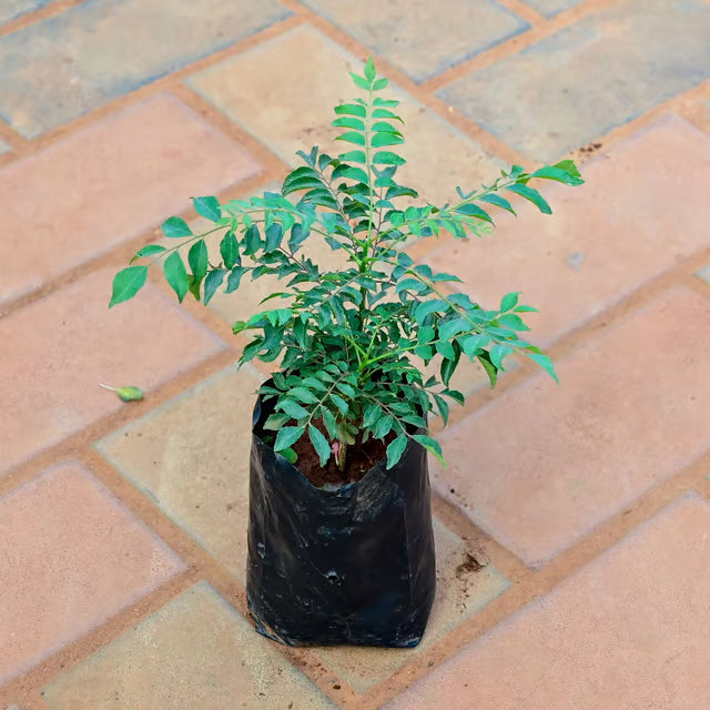 Curry Leaf  Plant