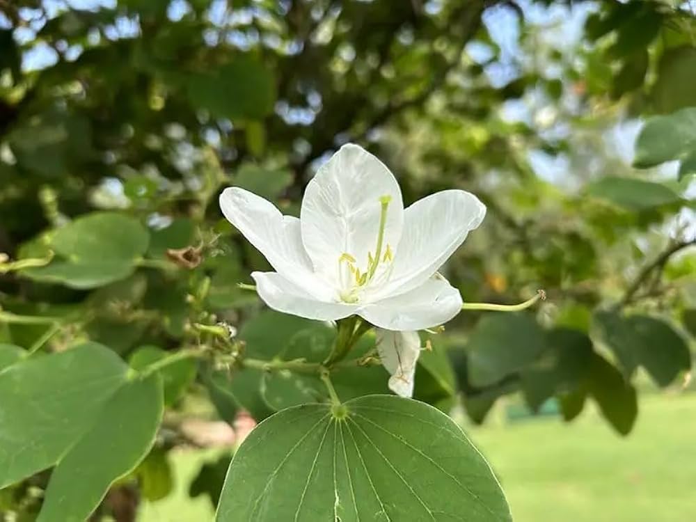 Kanchan Flower