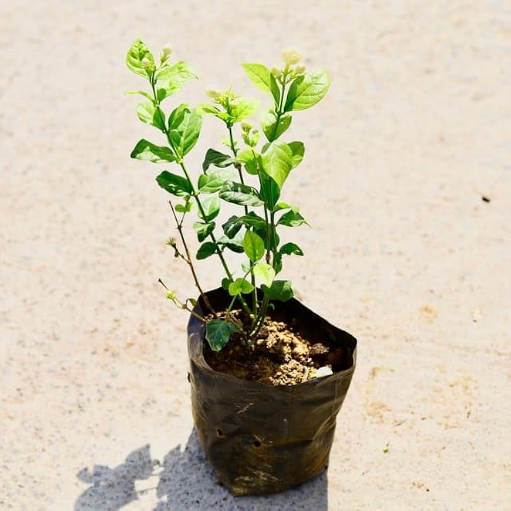 Jasmine Plant | Mogra