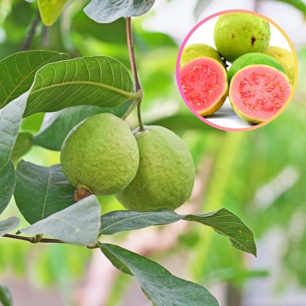 Thai Ping Guava Plant