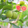 Thai Ping Guava Plant