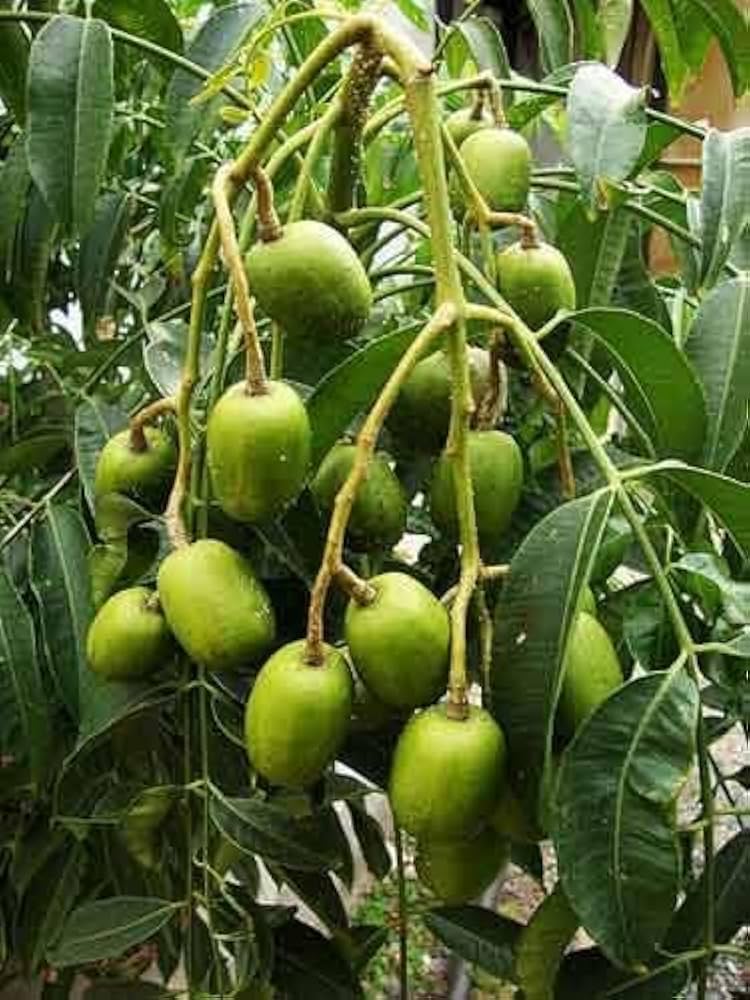 Indian Hog Plum plant [Misti Amra]