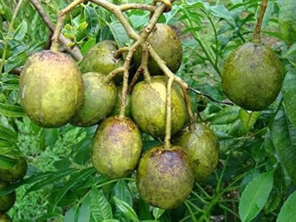 Indian Hog Plum plant [Misti Amra]