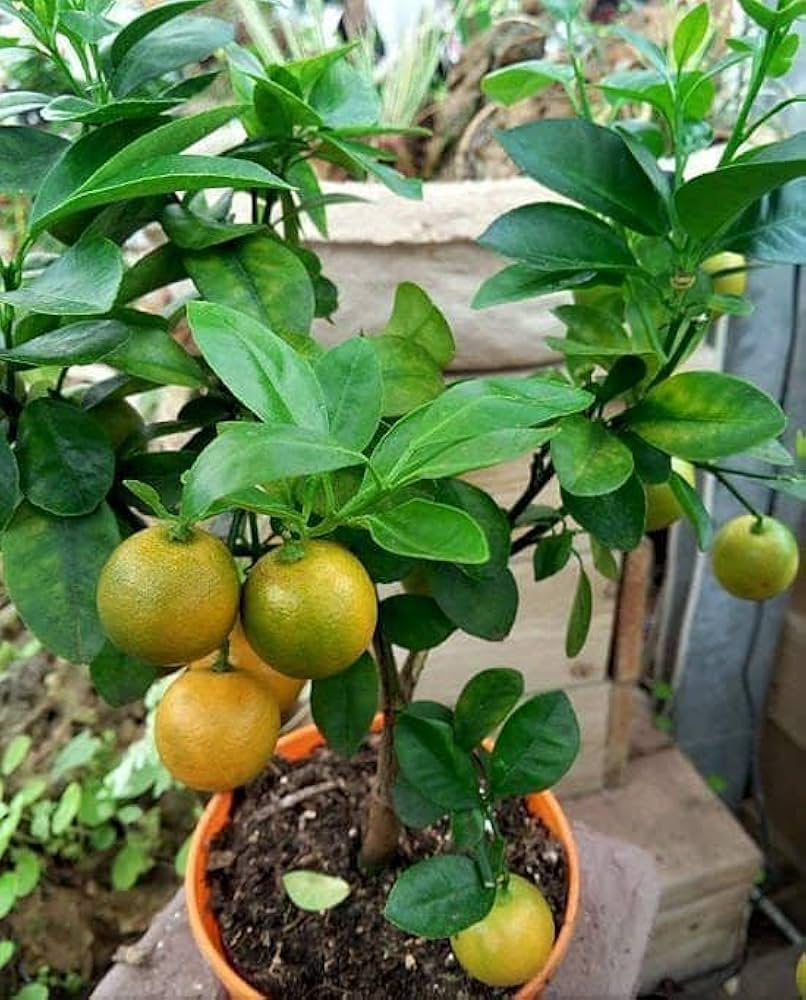 Mosambi plant