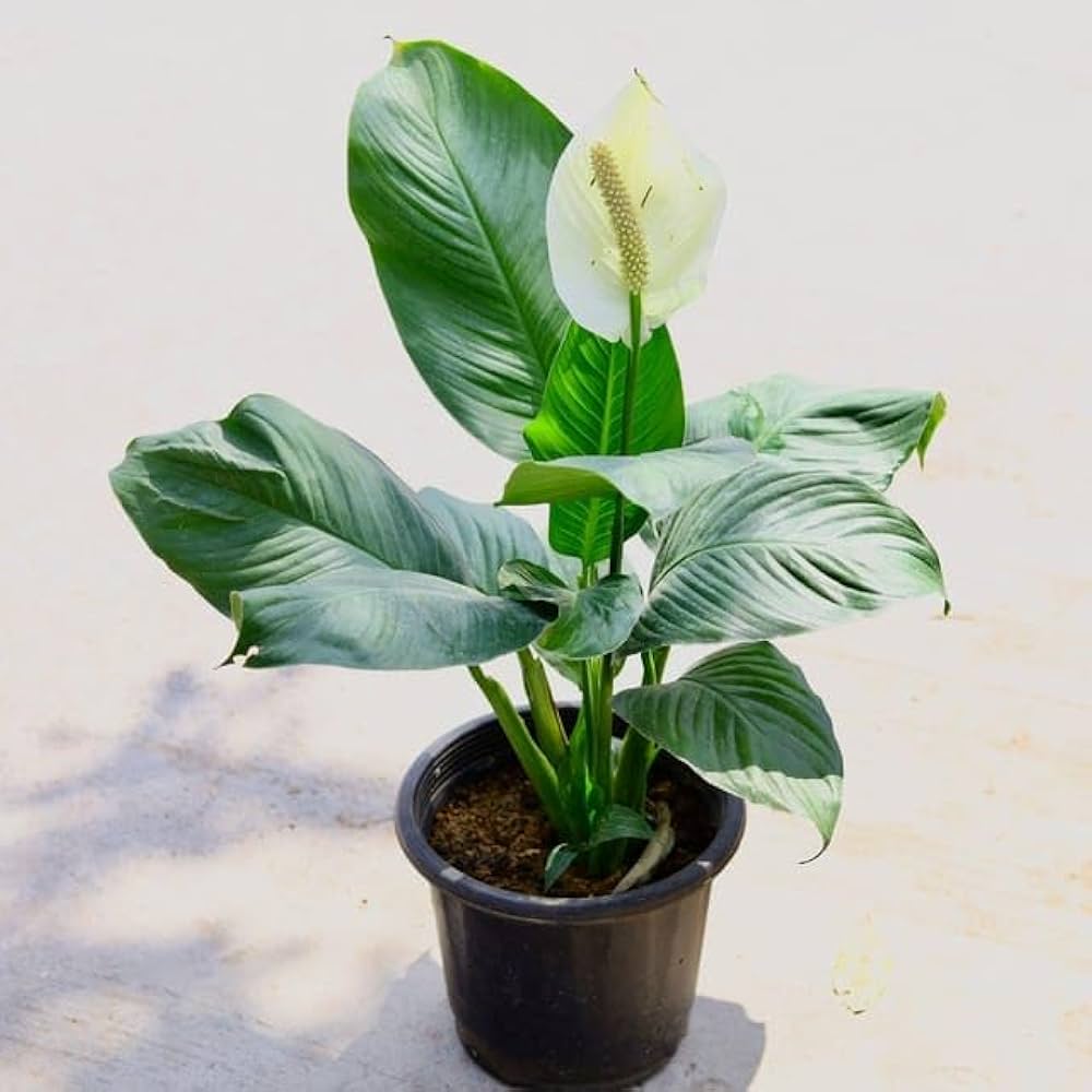 Peace Lily