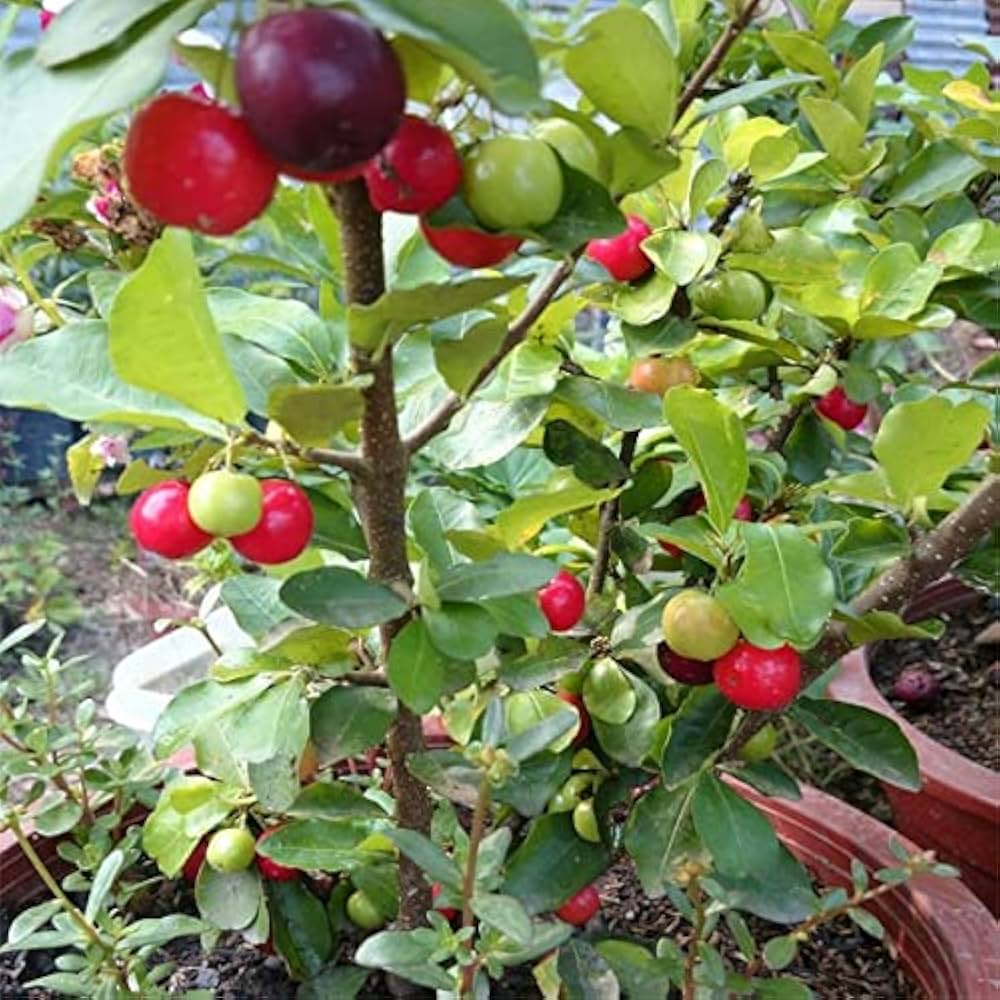 Cherry plant