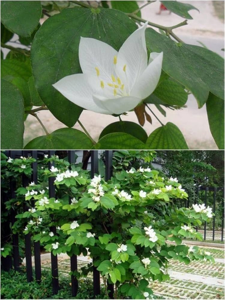Kanchan Flower