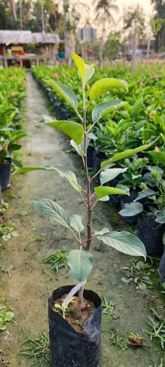 Apple plant