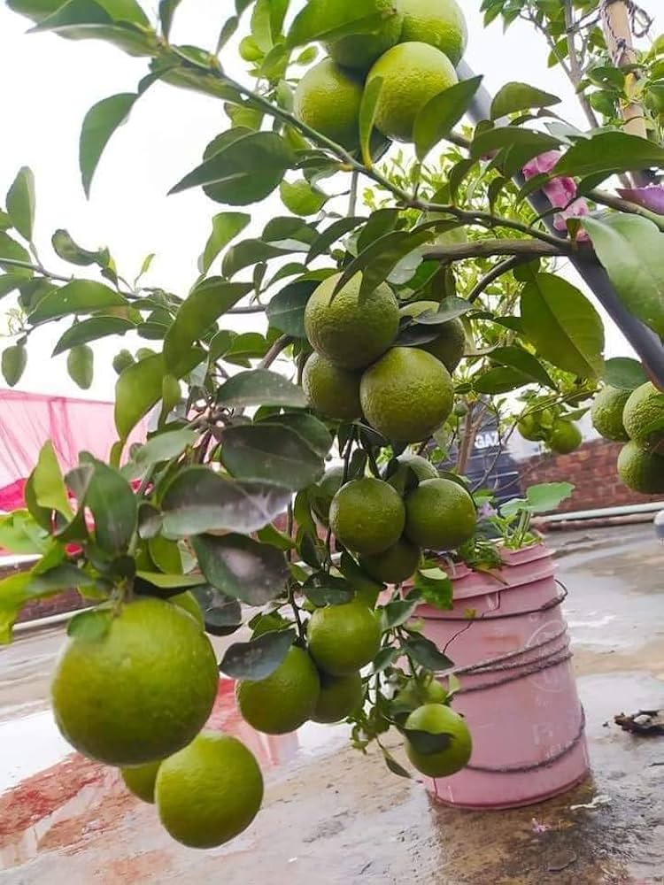 Mosambi plant