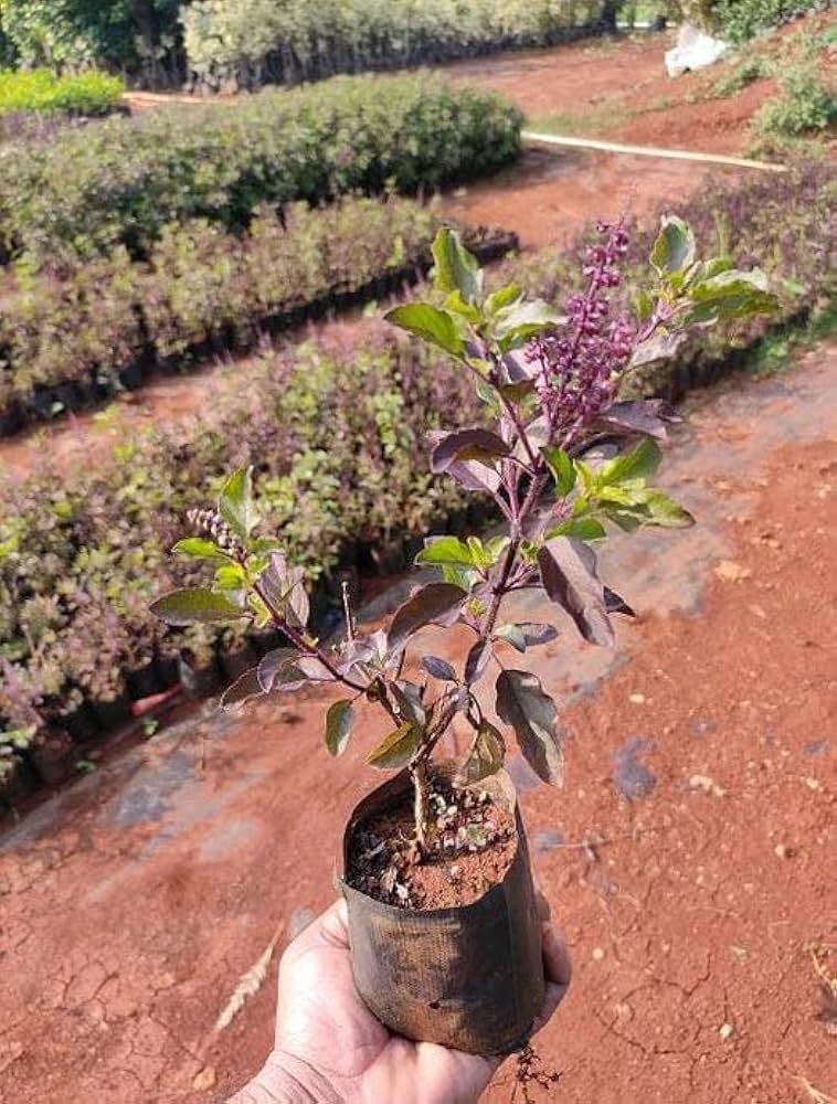 Tulsi