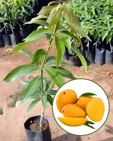 Himsagar Mango Plant