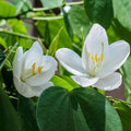Kanchan Flower