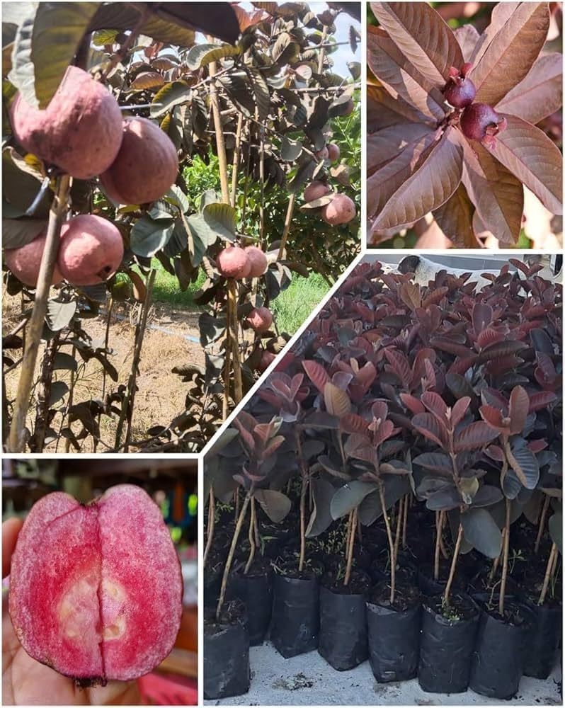 Red Diamond Guava Plant