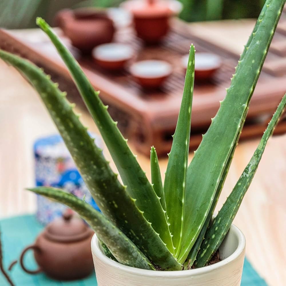 Aloe Vera