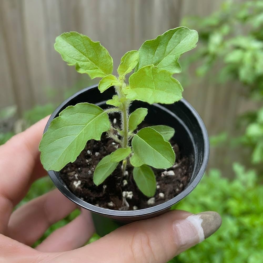 Tulsi