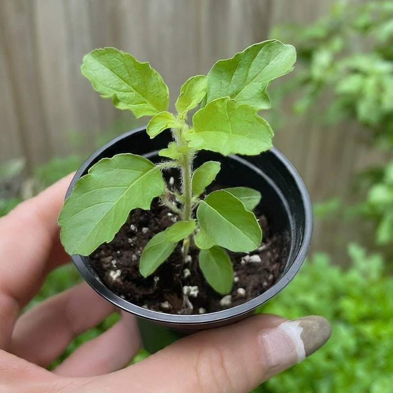 Watering and early care