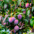 Miyazaki Mango plant