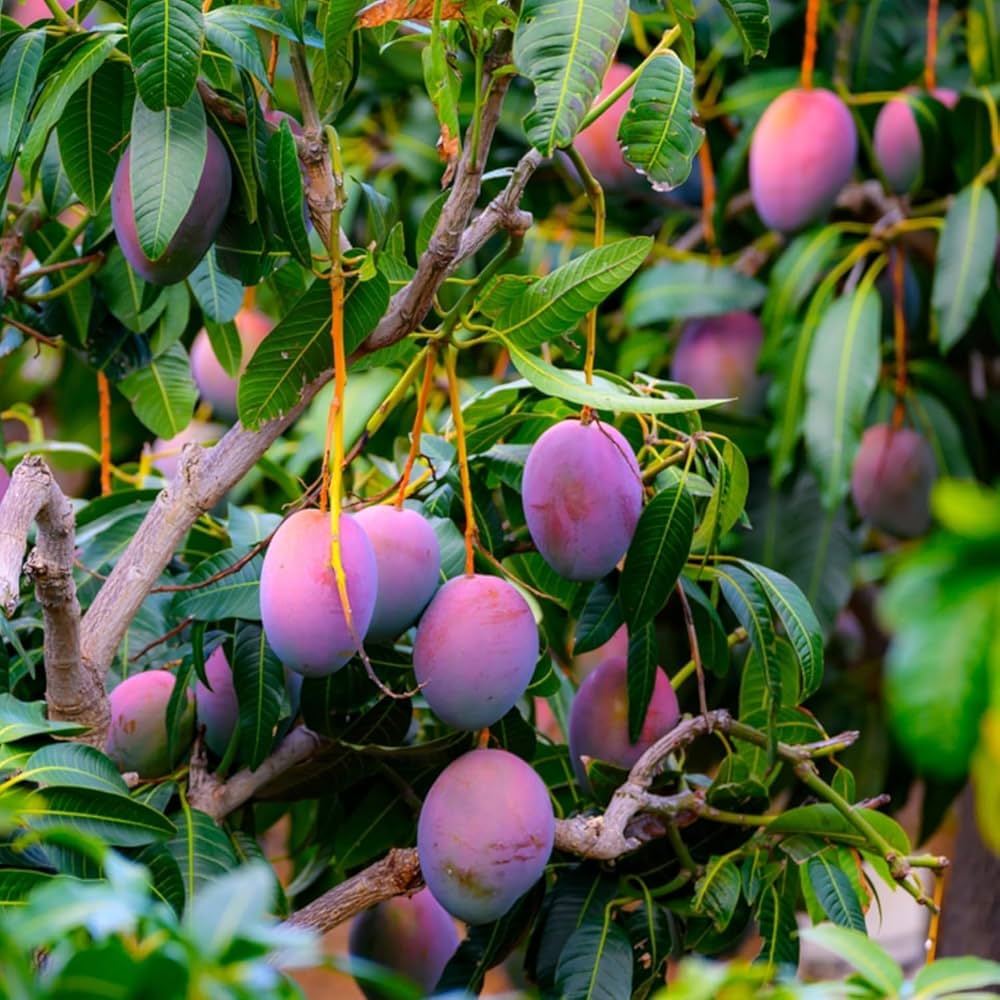 Miyazaki Mango plant