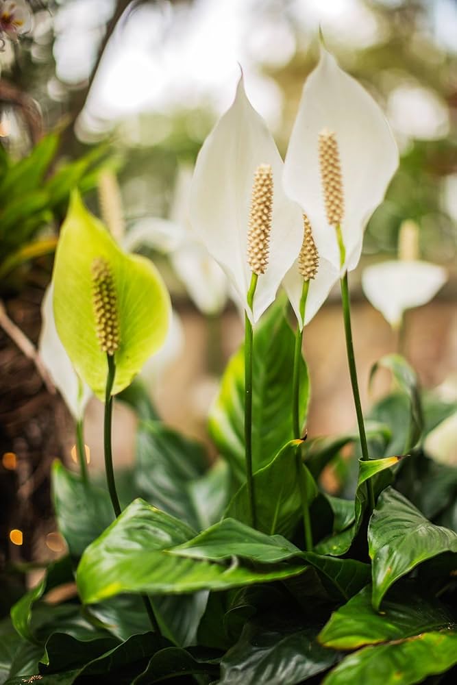 Peace Lily