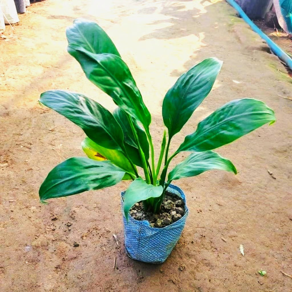 Peace Lily