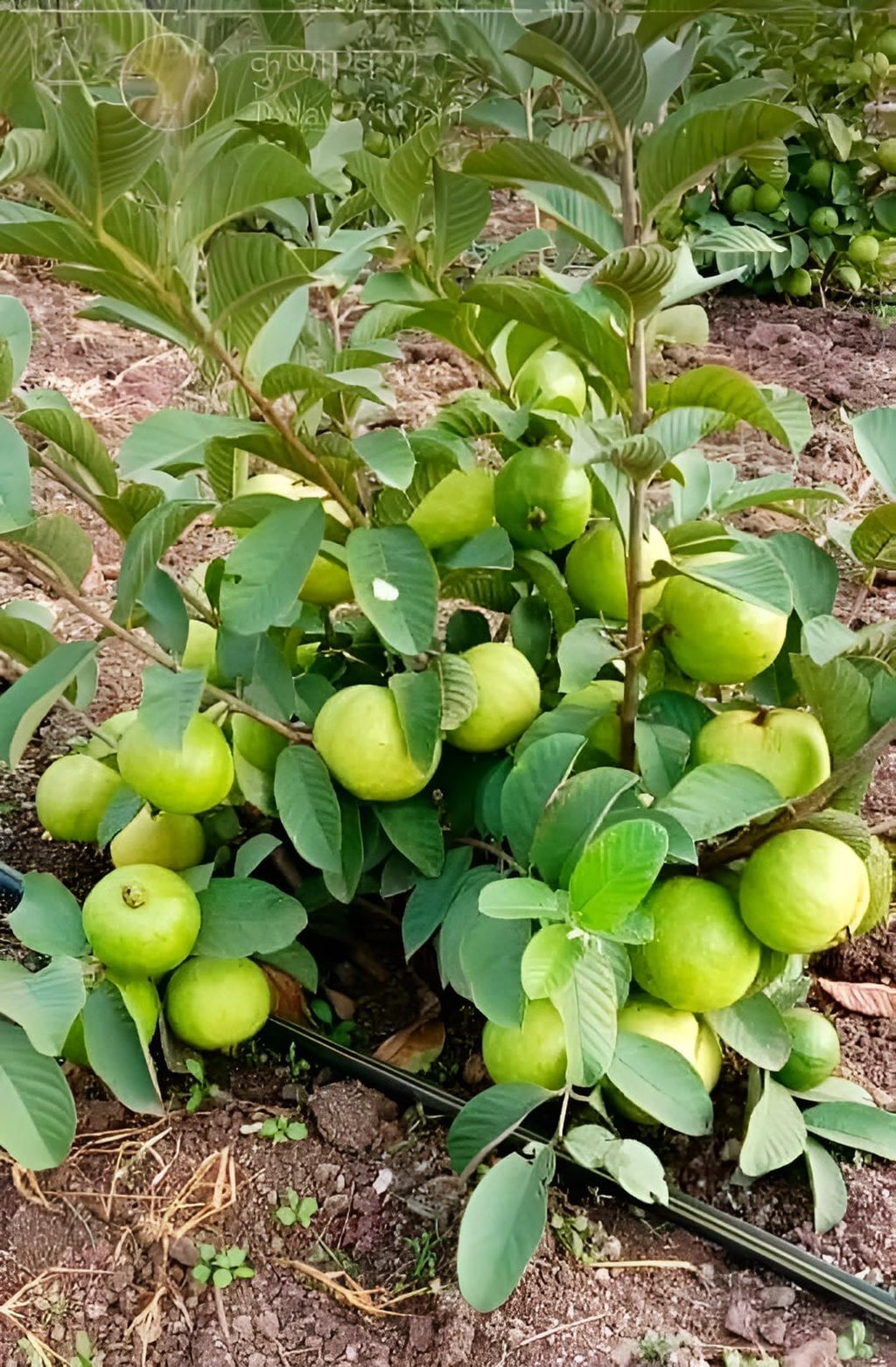 Thai 7 guava plant