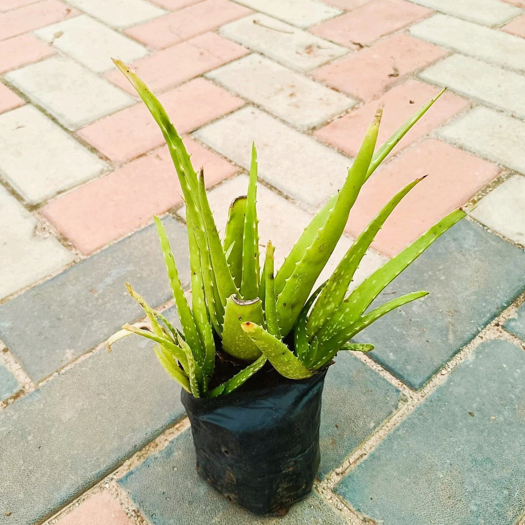 Aloe Vera