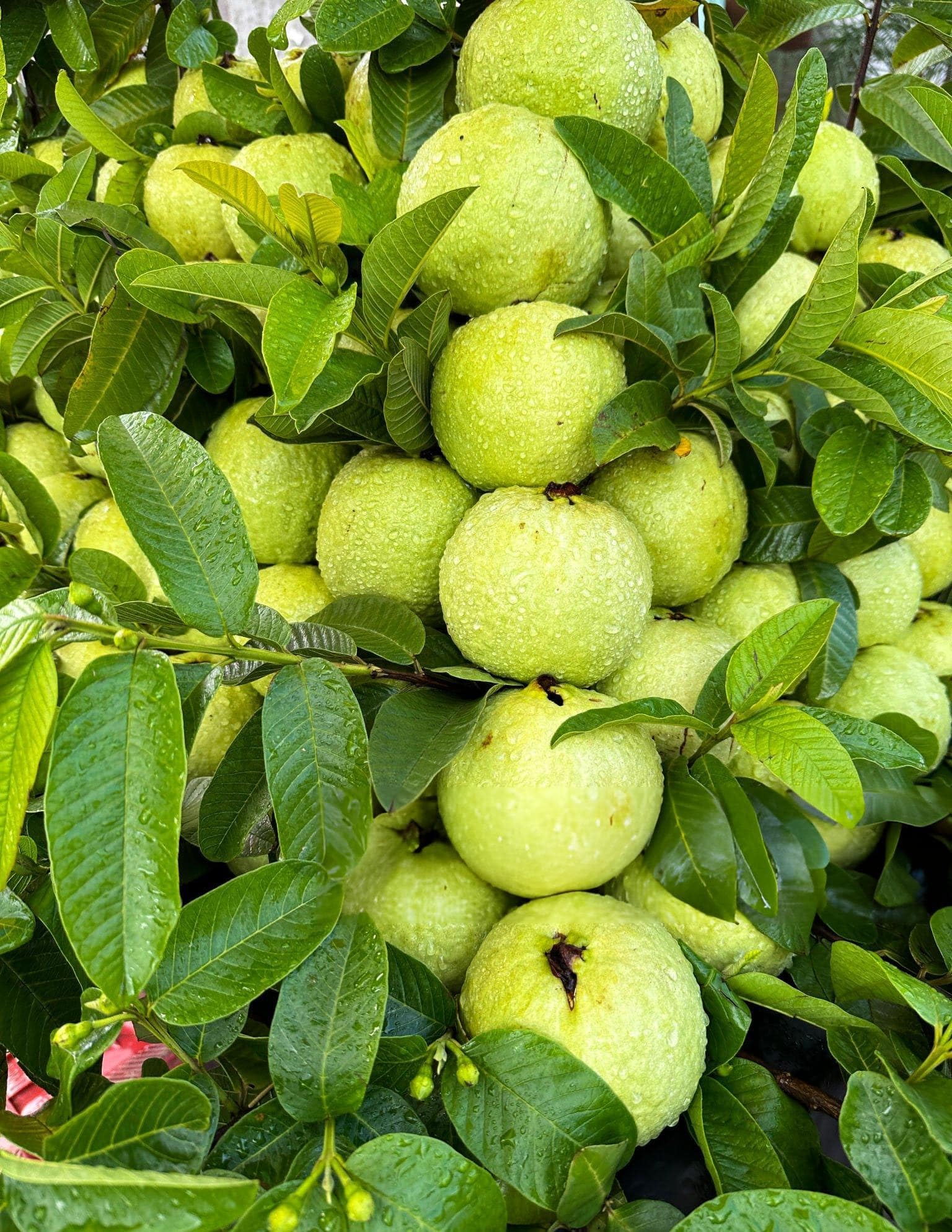 Thai 7 guava plant