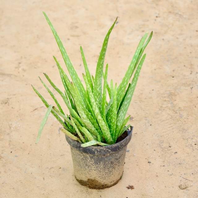 Aloe Vera