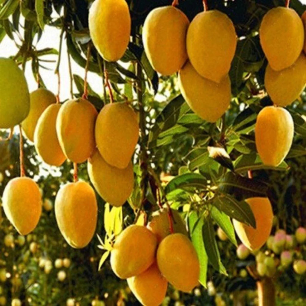 Amrapali Mango plant