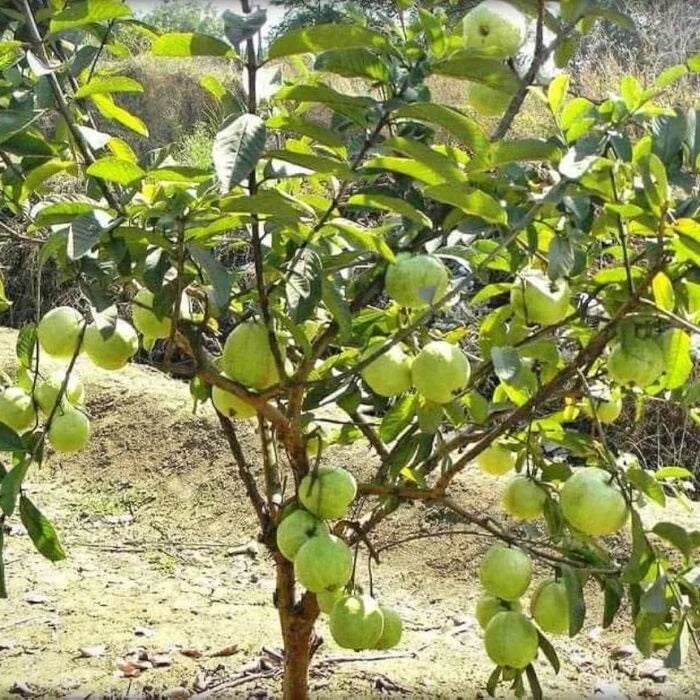Baruipur guava plant