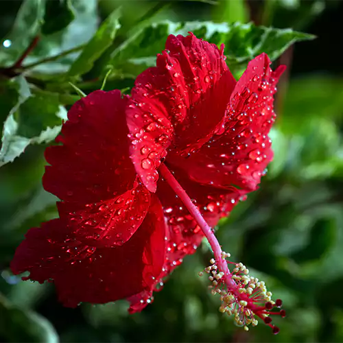 Red Hibiscus Plant