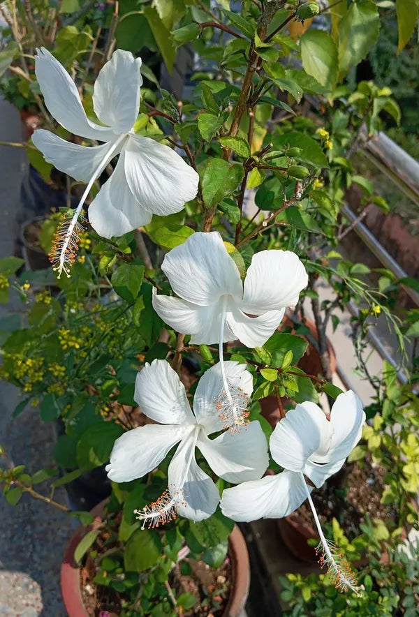 White Hibiscus Plant