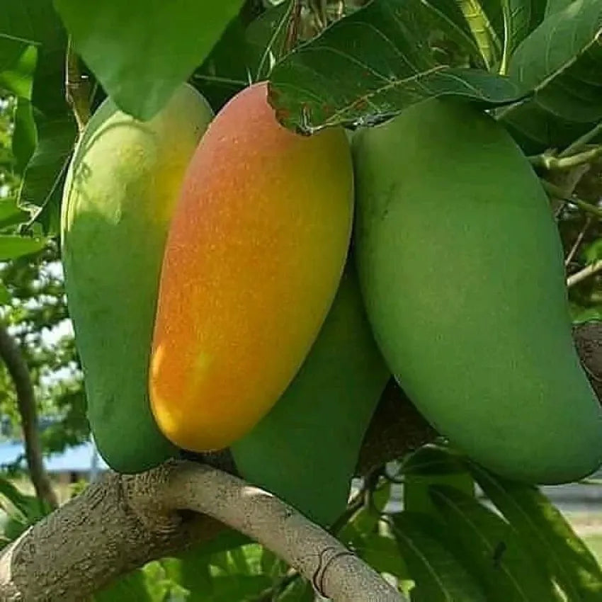 Fazli Mango