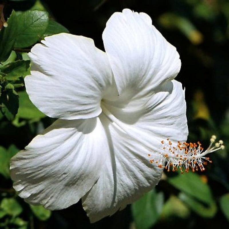 White Hibiscus Plant