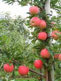 Apple plant