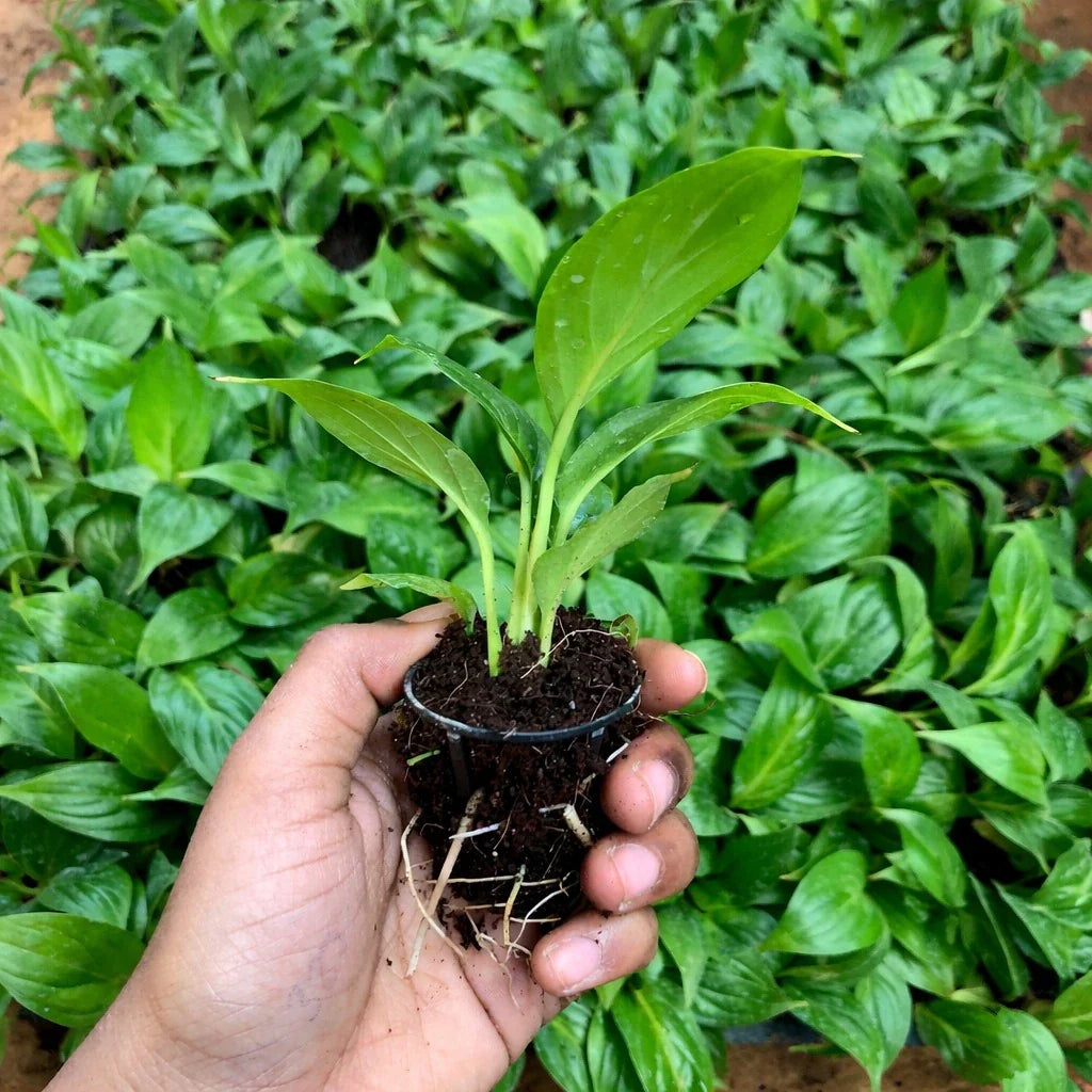 Peace Lily