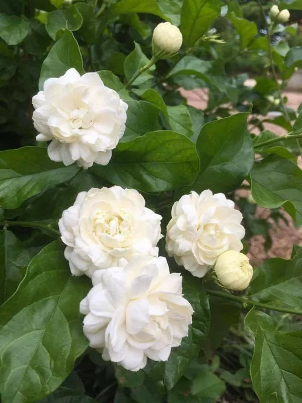 Jasmine Plant | Mogra