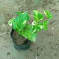Money Plant