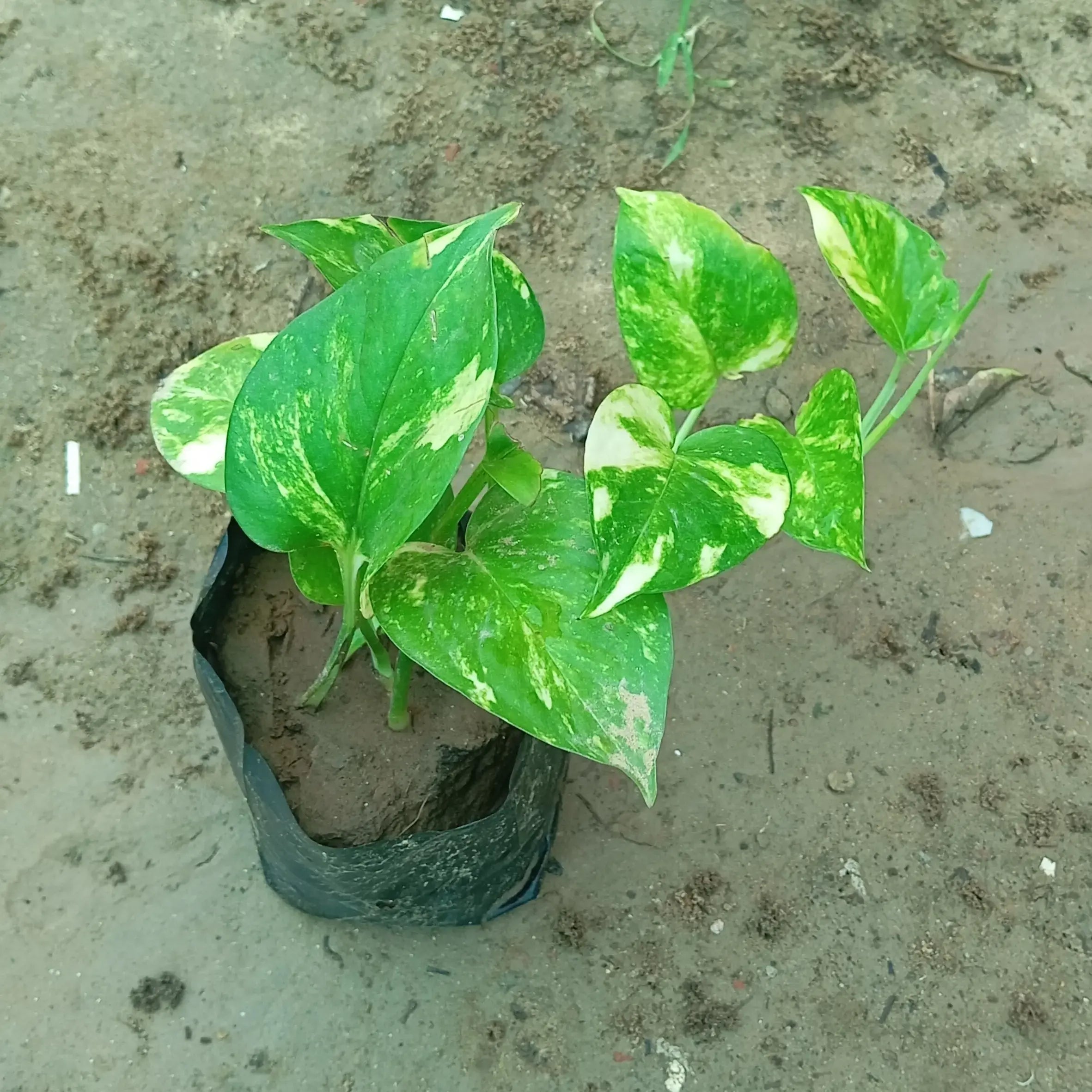 Money Plant